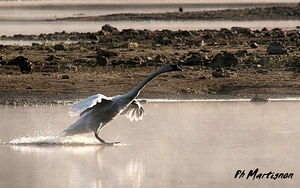 Mute Swan