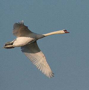 Mute Swan 
&copy; Philippe Martignon