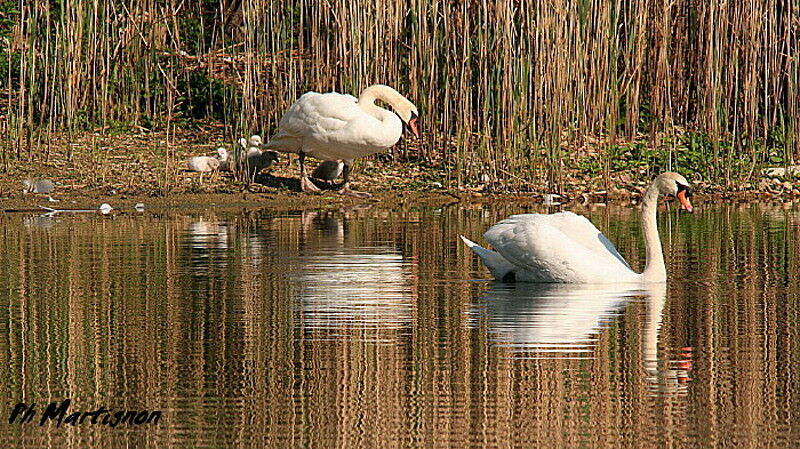 Mute Swan, identification, Behaviour