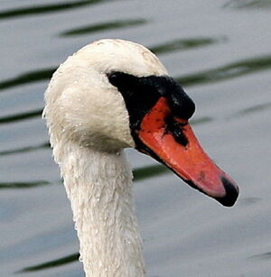 Mute Swan 
&copy; Philippe Martignon