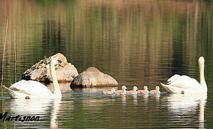Mute Swan