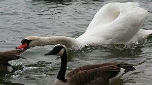 Cygne tubercul�