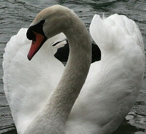 Cygne tubercul�