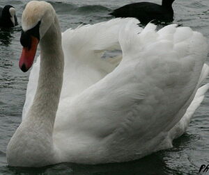 Cygne tubercul�