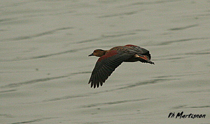 Lesser Whistling Duck, Flight