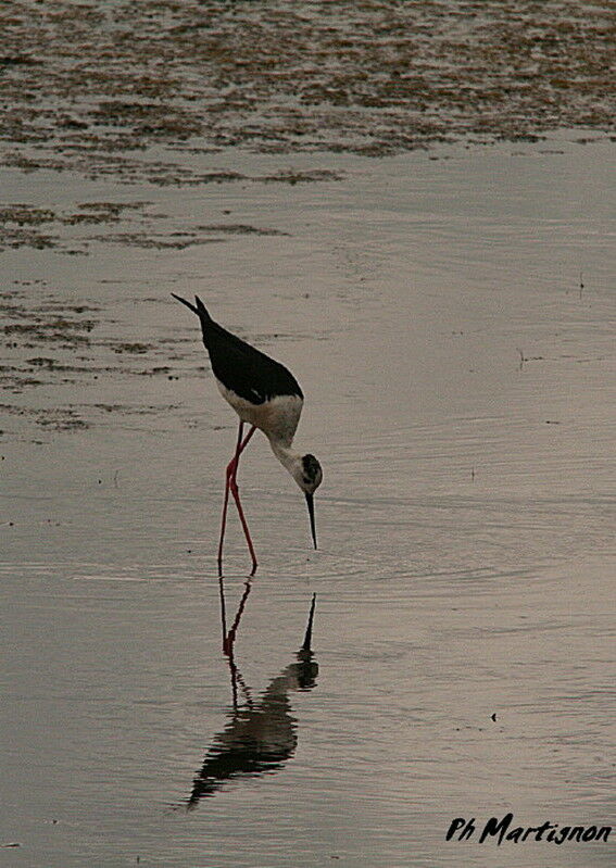 Black-winged Stilt, identification