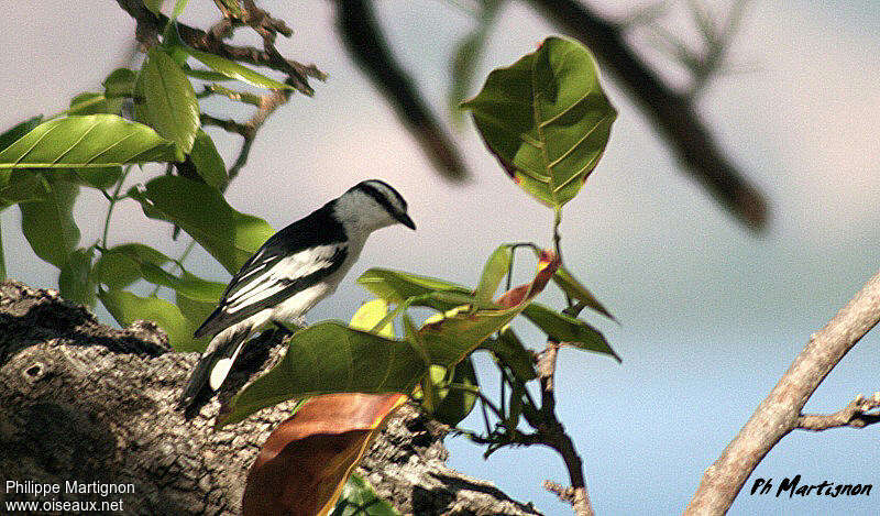 Pied Triller male adult, identification