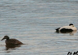 Common Eider