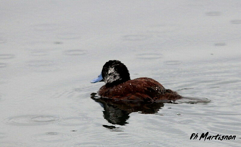 Andean Duck male