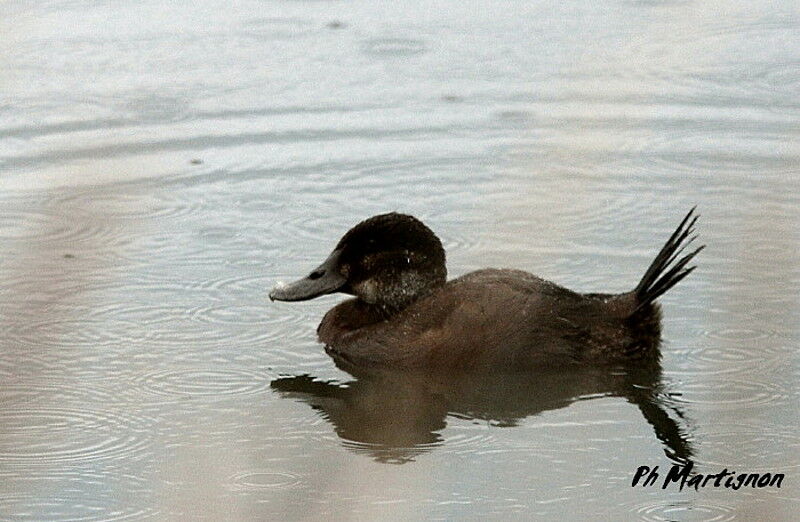 Andean Duck female