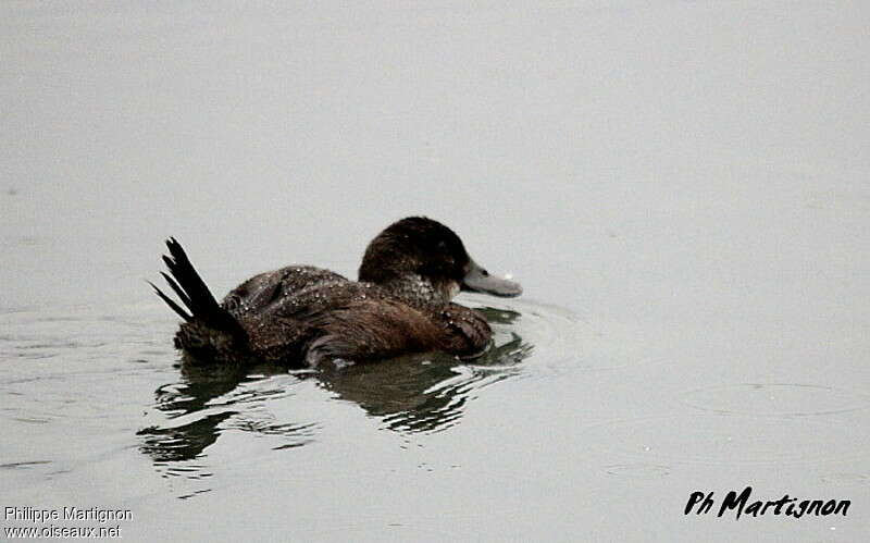 Andean Duck female Second year
