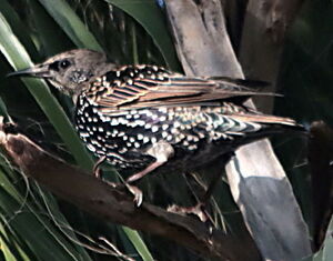 Common Starling