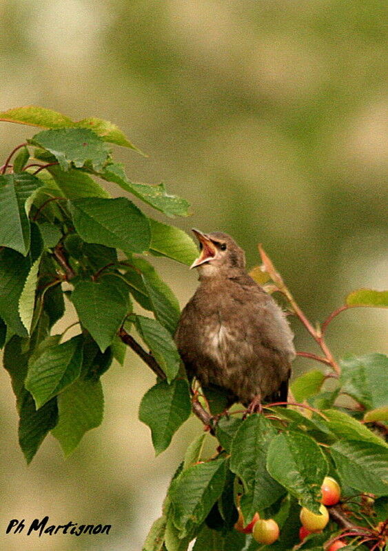 Common Starlingimmature, identification, feeding habits