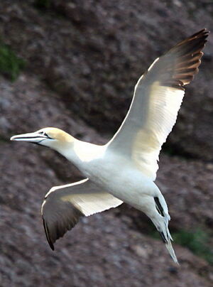 Northern Gannet