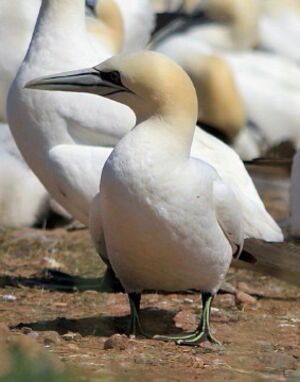 Northern Gannet