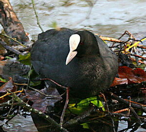 Eurasian Coot