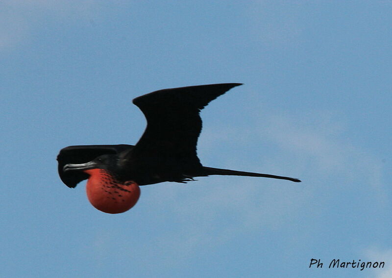 Magnificent Frigatebird male, identification, courting display