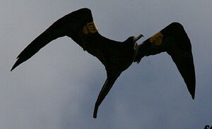 Magnificent Frigatebird 
&copy; Philippe Martignon