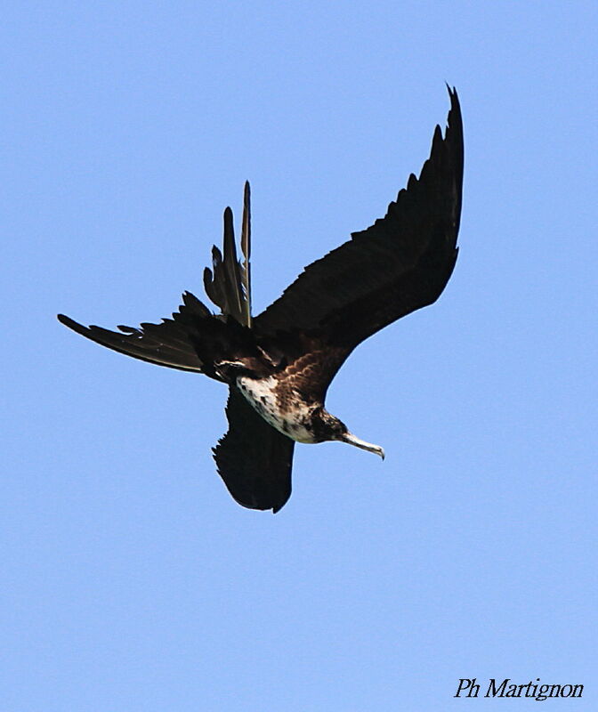 Magnificent Frigatebird female, Flight