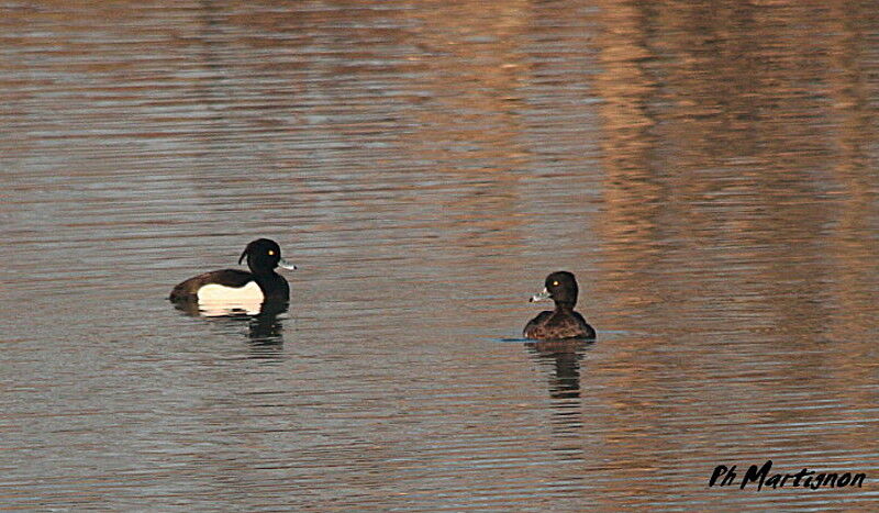 Tufted Duck , identification