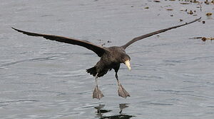 Fulmar géant