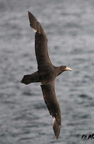 Fulmar géant