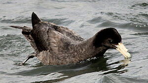 Fulmar géant