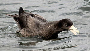 Fulmar géant