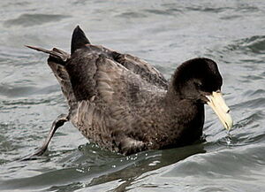Fulmar géant