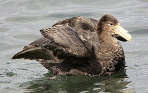 Fulmar géant
