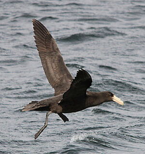 Fulmar géant