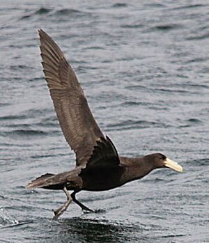 Fulmar géant