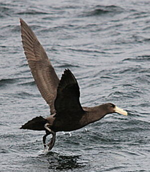 Fulmar géant