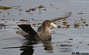 Fulmar géant