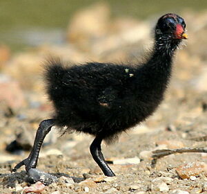 Common Moorhen