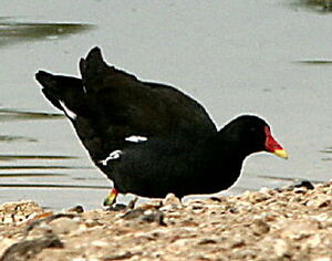 Common Moorhen