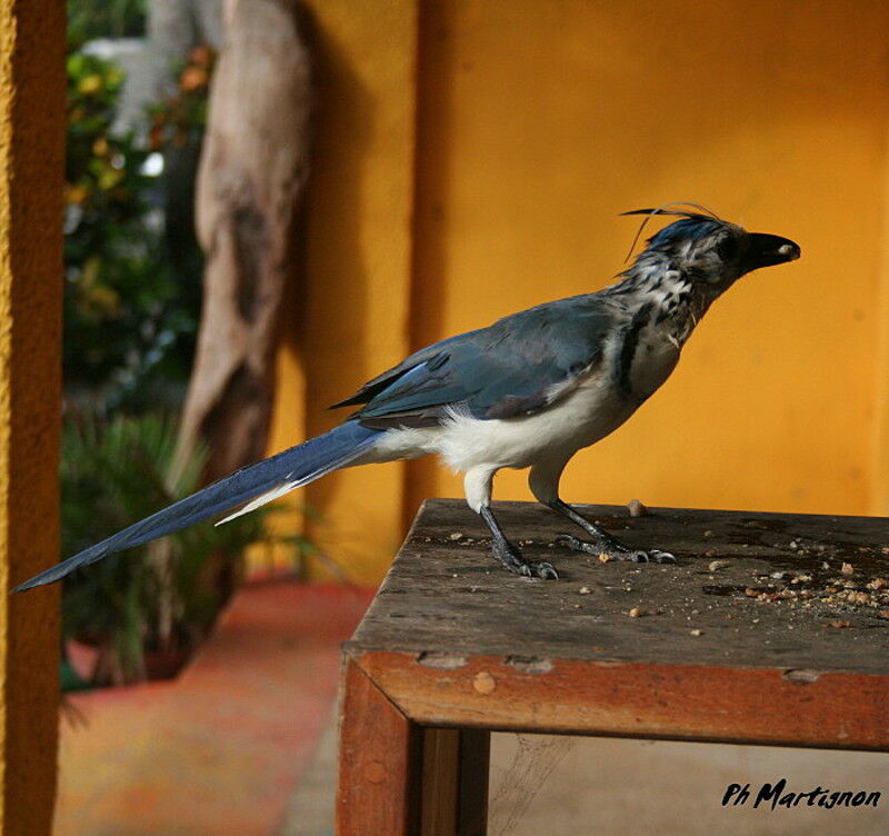 White-throated Magpie-Jay, identification, feeding habits