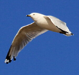 Ring-billed Gull