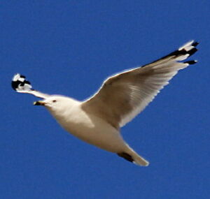 Ring-billed Gull