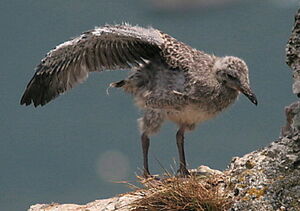 European Herring Gull