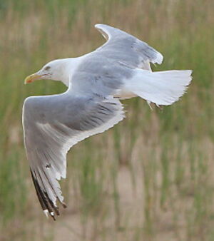 European Herring Gull