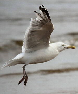 European Herring Gull