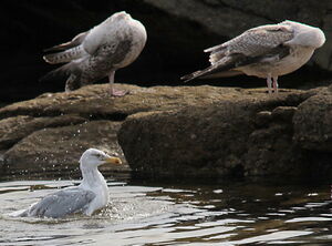 European Herring Gull