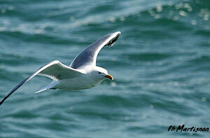 European Herring Gull