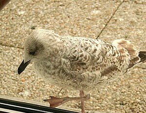 European Herring Gull