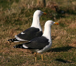 Lesser Black-backed Gull