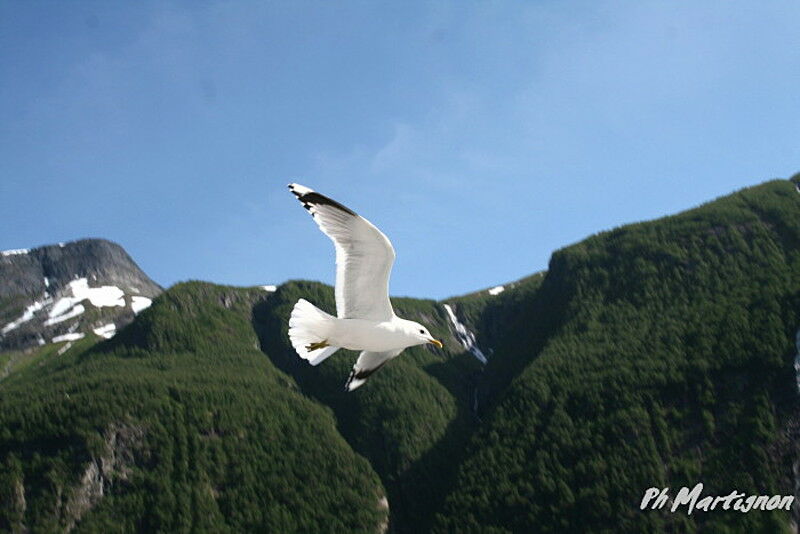 Common Gull, Flight