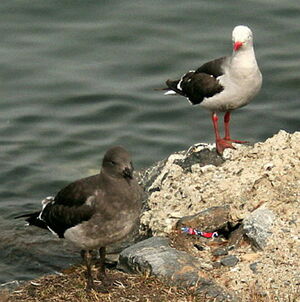 Dolphin Gull
