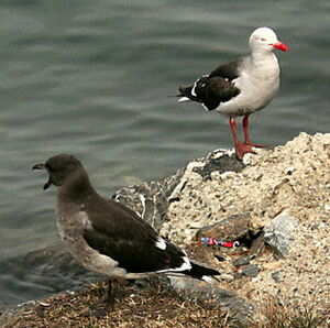 Dolphin Gull