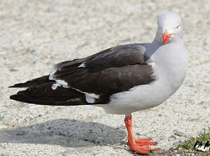 Dolphin Gull
